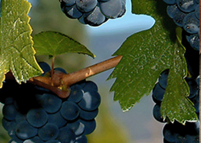 Women in Wine Networking Event